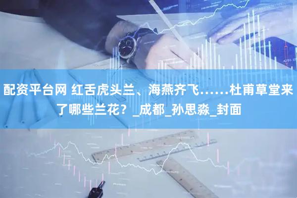 配资平台网 红舌虎头兰、海燕齐飞……杜甫草堂来了哪些兰花？_成都_孙思淼_封面